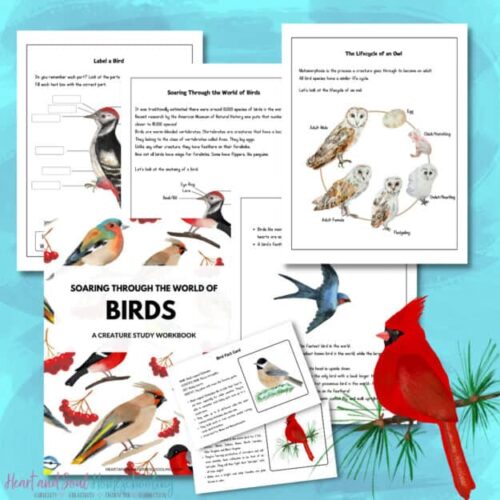 1. Comprehensive homeschool bird study resource with worksheets, bird lifecycle charts, and bird identification activities designed for grade-school learners.