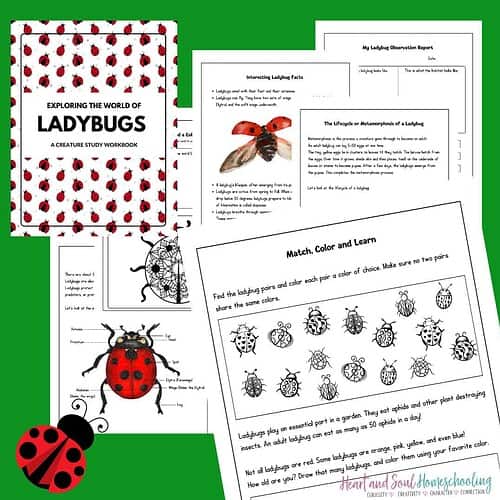 ladybug stylized graphic (1) Exploring the World of Ladybugs (Mini Unit Study)