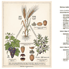 Homeschool Resource Co. Safe Kitchen Herb Garden Illustration.