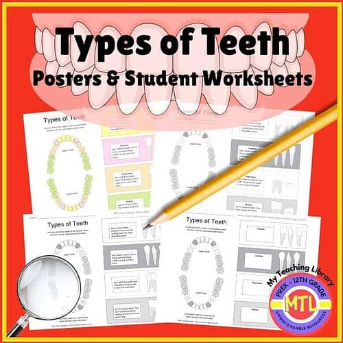 Engaging homeschool resource on types of teeth, featuring posters and worksheets for students to learn about dental anatomy and oral health.