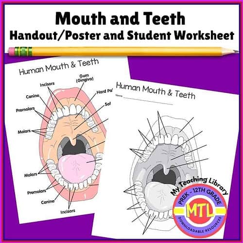 Mouth and Teeth Educational Worksheet for Homeschooling Educational worksheet featuring diagrams of human mouth and teeth for homeschooling, ideal for preschool to 12th grade students learning about oral health and anatomy.
