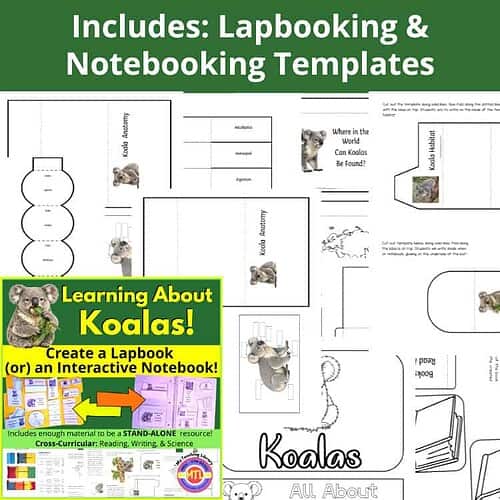 Koala Unit Study | Lapbook or Interactive Notebook
