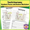 Educational tooth anatomy handout and worksheet for students, featuring labeled diagrams of tooth parts including enamel, dentin, pulp, and nerves.