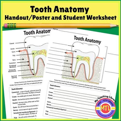 Educational tooth anatomy handout and worksheet for students, featuring labeled diagrams of tooth parts including enamel, dentin, pulp, and nerves.