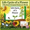 Life Cycle of a Flower - Student Science Book Sunflower life cycle educational poster for homeschool science resources.
