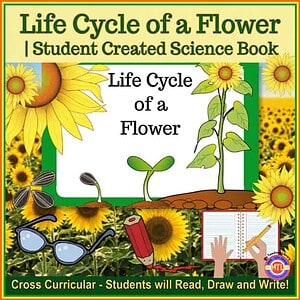 Life Cycle of a Flower Mini Book | Plant Life Cycle Science & Writing Activity