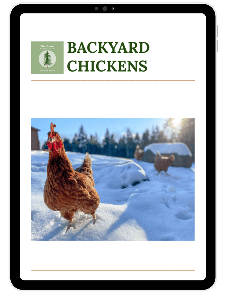 Backyard chickens in a snowy outdoor setting, with a hen in the foreground and a henhouse in the background, under a clear sky.