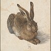 Albrecht_Dürer_-_Hare,_1502_-_Google_Art_Project Detailed illustration of a realistic brown hare with long ears, lying down on a textured beige background, perfect for homeschooling science and animal studies resources.