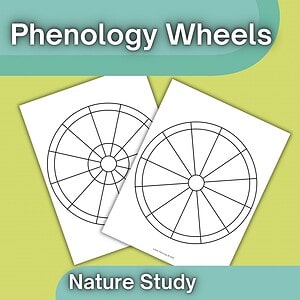 Phenology Wheels