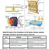 original-11562647-1.jpg Diagram illustrating cell structure, including the nucleus, mitochondria, and cell membrane, with detailed labels and functions.