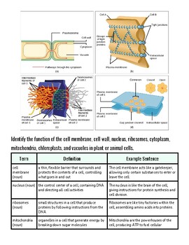 Diagram illustrating cell structure, including the nucleus, mitochondria, and cell membrane, with detailed labels and functions.