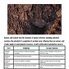original-11961641-1.jpg Close-up of a small bird perched on rocky soil, highlighting natural elements in a homeschooling outdoor environment.