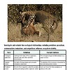 original-11972635-1.jpg Leopard hunting a young antelope in the wild, showcasing predator-prey behavior in nature.