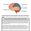 original-12237093-1.jpg Diagram of the human brain showing frontal, parietal, occipital, temporal lobes, cerebellum, and brainstem.