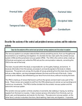 original-12237093-1.jpg Diagram of the human brain showing frontal, parietal, occipital, temporal lobes, cerebellum, and brainstem.