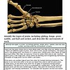 original-12626413-1.jpg Anatomical image of a human wrist showing bones, joints, and ligaments for educational purposes.