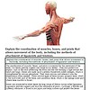 original-12626851-1.jpg Detailed illustration of human muscular system showing muscles, bones, and joints for educational purposes.