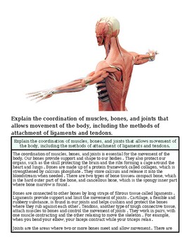 Detailed illustration of human muscular system showing muscles, bones, and joints for educational purposes.