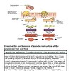 original-12627002-1.jpg Diagram illustrating the mechanisms of muscle contraction at the neuromuscular junction, including nerve signals, acetylcholine release, and muscle fiber response.