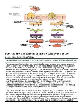 original-12627002-1.jpg Diagram illustrating the mechanisms of muscle contraction at the neuromuscular junction, including nerve signals, acetylcholine release, and muscle fiber response.