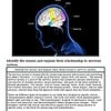 original-12627168-1.jpg Diagram of the human brain highlighting senses like touch, taste, vision, hearing, smell, and sight with labels.