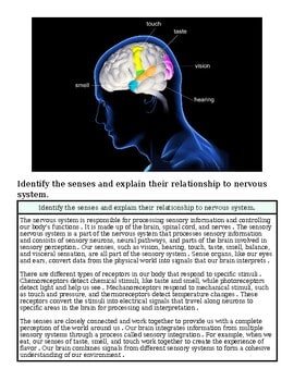 Diagram of the human brain highlighting senses like touch, taste, vision, hearing, smell, and sight with labels.