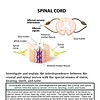 original-12627205-1.jpg Diagram of the spinal cord showing nerve pathways, fissures, and nerve roots for educational purposes.