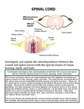 Diagram of the spinal cord showing nerve pathways, fissures, and nerve roots for educational purposes.
