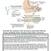 original-12627260-1.jpg Diagram illustrating the anatomy of the senses including vision, hearing, smell, taste, and touch with labeled parts and functions.