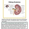 original-12632183-1.jpg Detailed diagram of kidney anatomy showing structures like renal cortex, medulla, pelvis, and ureter for educational purposes.