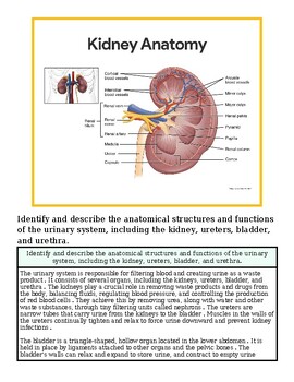 original-12632183-1.jpg Detailed diagram of kidney anatomy showing structures like renal cortex, medulla, pelvis, and ureter for educational purposes.