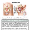 original-12632231-1.jpg Detailed diagram of male reproductive system and urinary system with labels for key organs and functions.