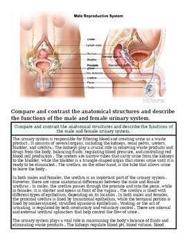 original-12632231-1.jpg Detailed diagram of male reproductive system and urinary system with labels for key organs and functions.