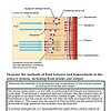 original-12632306-1.jpg Diagram illustrating aquaporin function in fluid balance and homeostasis in the urinary system, showing aquaporin storage vesicles, collecting tubule cells, and blood plasma.
