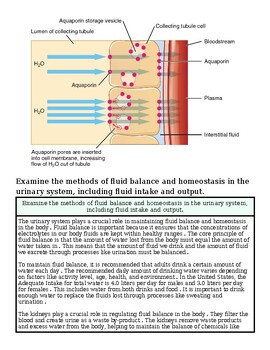 original-12632306-1.jpg Diagram illustrating aquaporin function in fluid balance and homeostasis in the urinary system, showing aquaporin storage vesicles, collecting tubule cells, and blood plasma.
