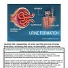 original-12632366-1.jpg Diagram of urine formation showing nephron, glomerular capsule, glomerulus, capillary, and urine flow process.