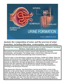 Diagram of urine formation showing nephron, glomerular capsule, glomerulus, capillary, and urine flow process.