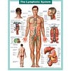 original-12639325-1.jpg Detailed diagram of the human lymphatic system showing lymph nodes, vessels, and related organs for educational purposes.