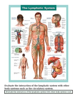 Detailed diagram of the human lymphatic system showing lymph nodes, vessels, and related organs for educational purposes.