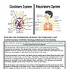 original-12651240-1.jpg Diagram comparing the respiratory and cardiovascular systems, showing their relationship during pulmonary circulation.