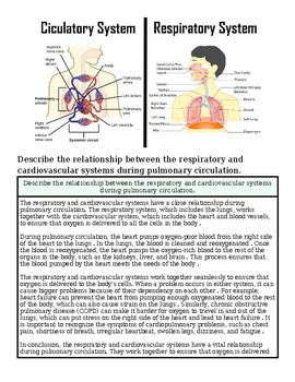 original-12651240-1.jpg Diagram comparing the respiratory and cardiovascular systems, showing their relationship during pulmonary circulation.