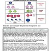 original-12651538-1.jpg Diagram comparing spermatogenesis and oogenesis processes, highlighting phases like multiplication, growth, and differentiation.