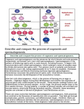 Diagram comparing spermatogenesis and oogenesis processes, highlighting phases like multiplication, growth, and differentiation.