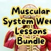 original-12655671-1.jpg Muscular System Week Lessons Bundle featuring a detailed anatomical model of the human muscular system.