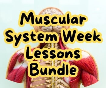 original-12655671-1.jpg Muscular System Week Lessons Bundle featuring a detailed anatomical model of the human muscular system.