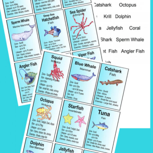Close-up of educational marine life cards featuring various sea creatures like octopus, dolphin, starfish, and jellyfish for homeschooling activities.