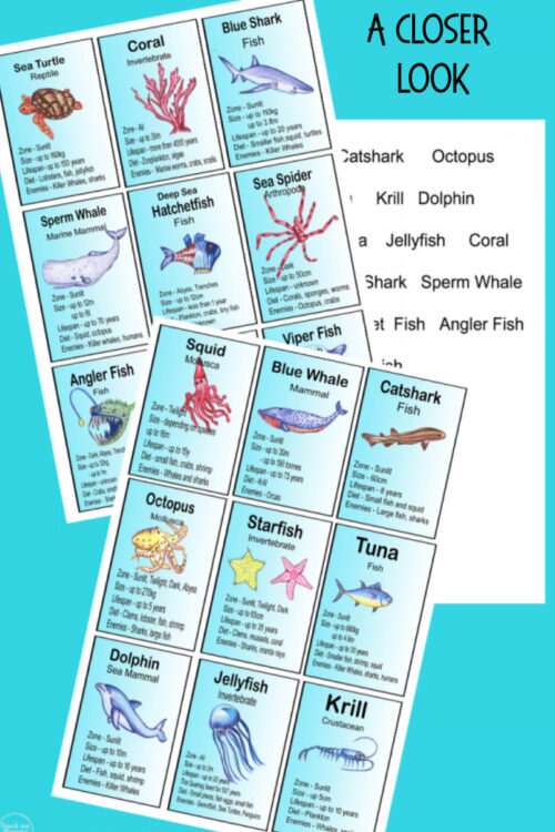 1 Close-up of educational marine life cards featuring various sea creatures like octopus, dolphin, starfish, and jellyfish for homeschooling activities.