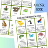 2 Rainforest information cards featuring animals like toucan, tapir, jaguar, and butterfly, with details on habitat, diet, and lifespan.
