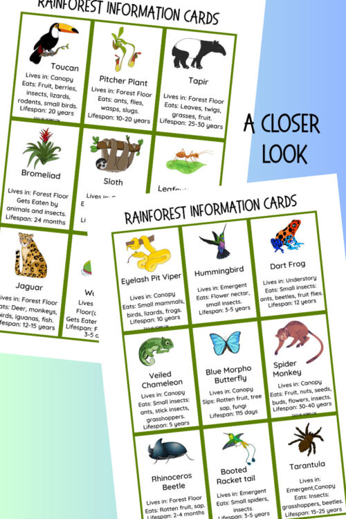 2 Rainforest information cards featuring animals like toucan, tapir, jaguar, and butterfly, with details on habitat, diet, and lifespan.