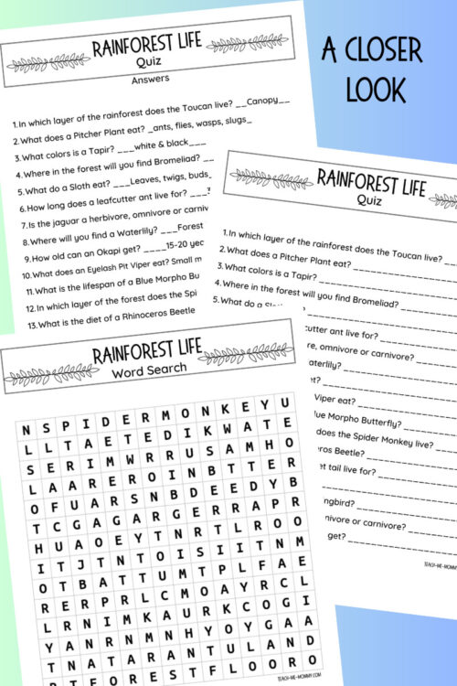 3 Homeschool Resource Co. rainforest-themed educational quiz and word search for kids.
